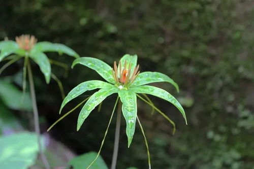 七叶一枝花抗癌的独特吃法