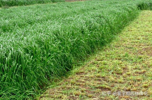 黑麦草种植的最佳时间