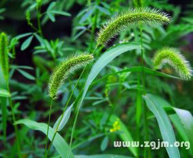 狗尾巴草的花语与寓意