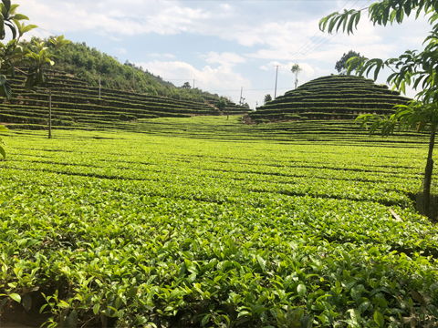 苗木种植基地，绿色生态与产业发展的新篇章