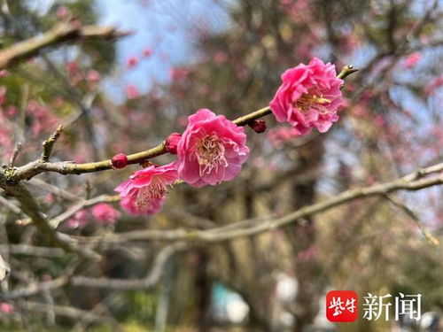 市花是指某个城市中最具有代表性的花卉，代表着该城市的文化、历史和自然环境。市花是一个城市的文化符号，也是城市形象的重要组成部分。本文将探讨市花的定义、意义以及其在城市发展中的作用。