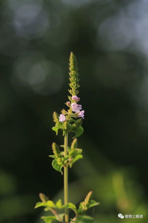 中国植物大全图片文章