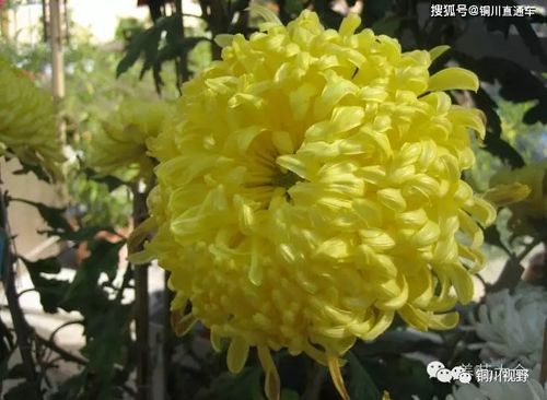 菊花图片与品种介绍