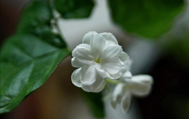 好一朵茉莉花