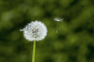 蒲公英伤肾不可逆