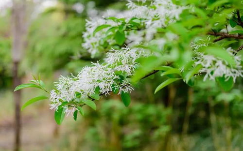 山东桂花嫁接时间