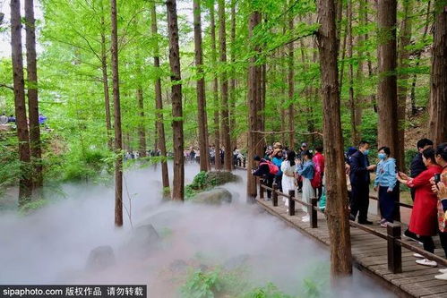 水杉是国家一级保护植物