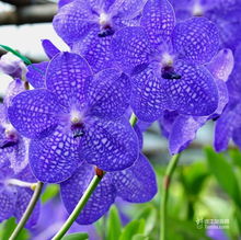 新加坡国花——芙蓉花