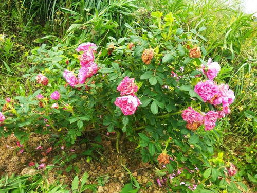 花卉种植与管理方法