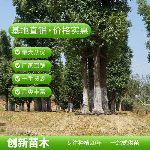 香樟树介绍与特点