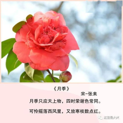 赞美月季花的诗词