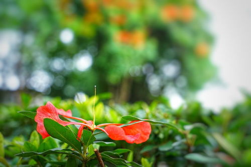 凤凰花花语与寓意