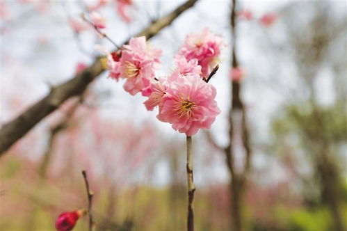 花图片大全大图高清