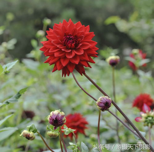 白色大丽花的花语