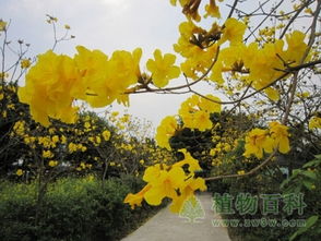 黄花风铃木果实之美