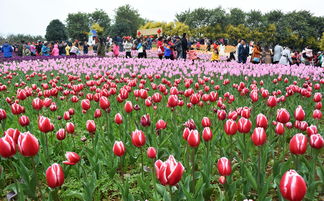 广州鲜花交易市场，花海盛宴的繁华之地