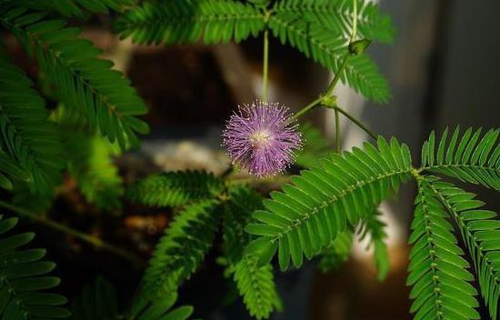 含羞草的正确养法