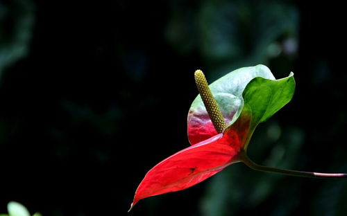 火鹤花与红掌，价格对比与选择