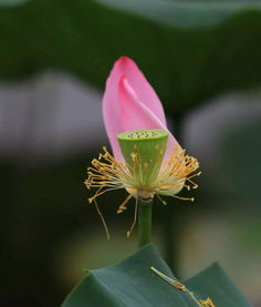 济南市花是什么