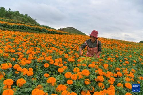 中国各省省花及图片介绍