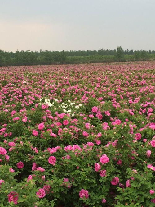 玫瑰花种植时间