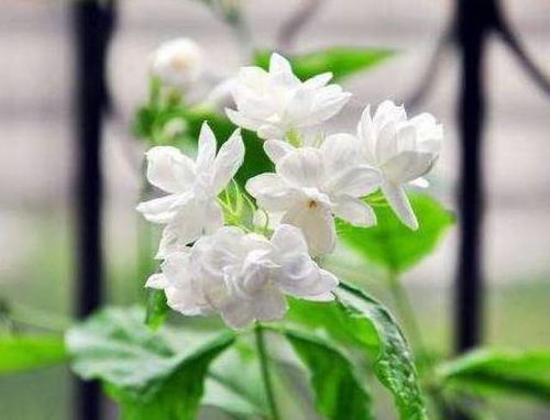 茉莉花适合种植在疏松、排水良好、富含有机质的土壤中。茉莉花是一种常见的花卉，其花朵香气浓郁，适合在室内种植。在选择土壤时，应注重土壤的透气性、排水性和肥沃度，以满足茉莉花的生长需求。