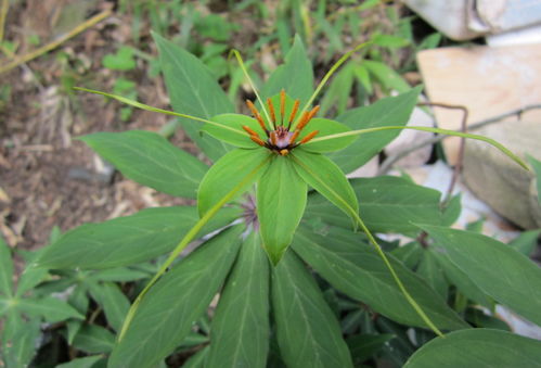 野生七叶一枝花价钱分析