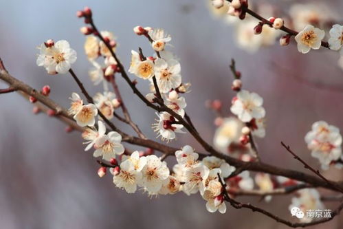 梅花几点开花