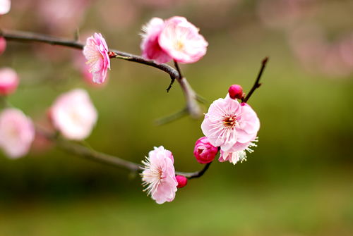 武汉市市花是什么花