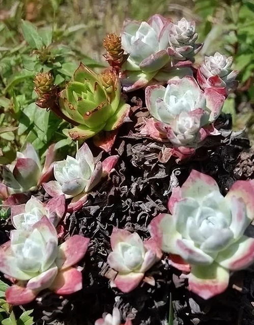 多肉植物的特点与魅力