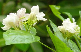 香茶花养殖方法与注意事项