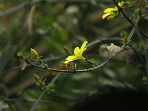 迎春花开花时间及季节