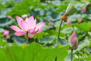 越南的国花是什么花