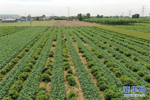 皂角刺价格因地区、品质等因素而异，具体价格需要根据当地市场行情和购买渠道来确定。一般来说，皂角刺的价格因品质和产地而异，价格范围也比较广泛。