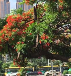 凤凰花的花语与花开两季