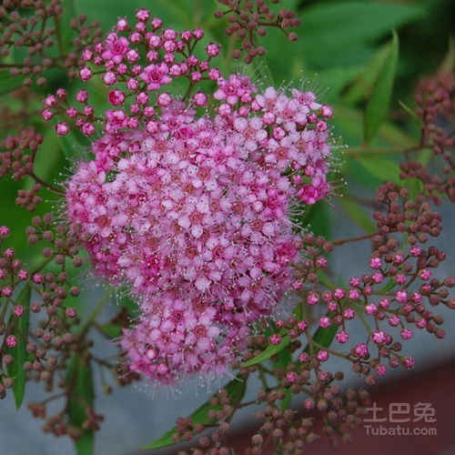 植物图片及名称简介