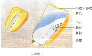 单子叶植物种子结构图