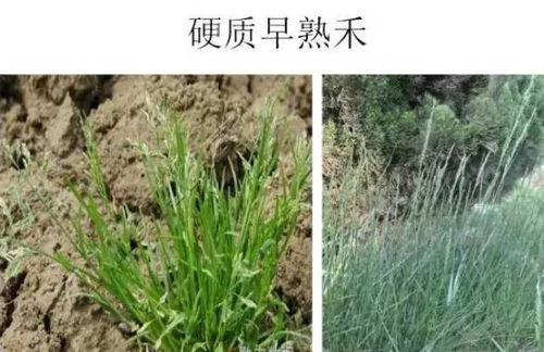 青蒿草图片介绍