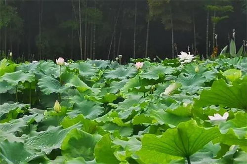 菡萏与荷花，自然之美与差异之美