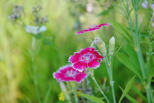 万年青花——四季之花