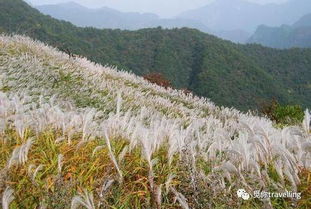 天下第一香，探寻天下独一无二的香花