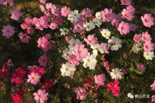 阳江鲜花预订，享受美丽与浪漫的完美选择