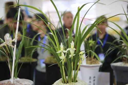 兰花品种价格排名