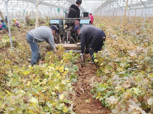 云南玫瑰花苗批发基地介绍