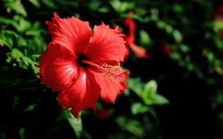 蓝色木槿花，花语与象征