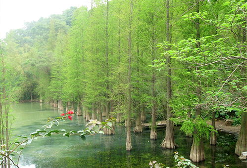 水杉树苗图片