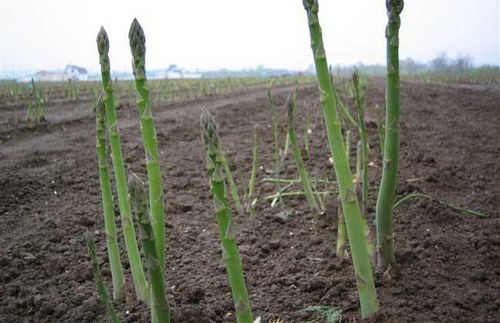 芦笋种植方法