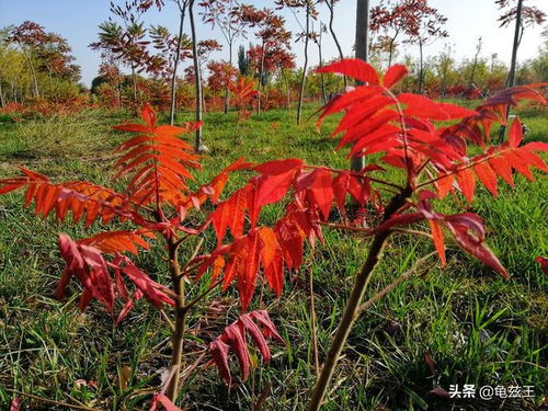 火炬树的特点