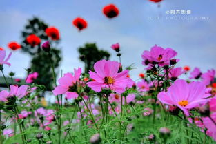 大花波斯菊图片