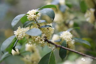 日香桂花优缺点分析